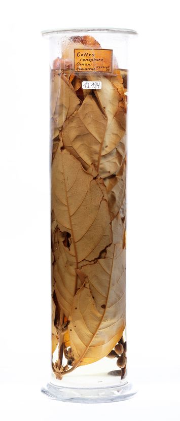 Vorschaubild Coffea canephora